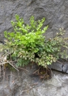 Einzelbild 4 Mauerraute - Asplenium ruta-muraria