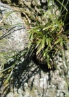 Einzelbild 2 Nordischer Streifenfarn - Asplenium septentrionale