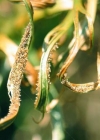 Einzelbild 3 Nordischer Streifenfarn - Asplenium septentrionale