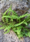 Einzelbild 3 Braunstieliger Streifenfarn - Asplenium trichomanes