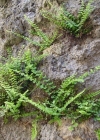 Einzelbild 4 Braunstieliger Streifenfarn - Asplenium trichomanes