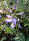 Einzelbild 2 Alpen-Tragant - Astragalus alpinus