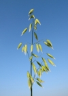 Einzelbild 4 Saat-Hafer - Avena sativa