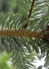 Einzelbild 2 Tanne - Abies alba
