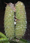 Einzelbild 3 Tanne - Abies alba