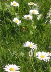 Einzelbild 3 Gänseblümchen - Bellis perennis