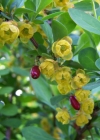 Einzelbild 4 Gemeine Berberitze - Berberis vulgaris