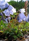Einzelbild 1 Niedliche Glockenblume - Campanula cochleariifolia