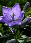 Einzelbild 1 Rautenblättrige Glockenblume - Campanula rhomboidalis