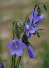 Einzelbild 2 Scheuchzers Glockenblume - Campanula scheuchzeri