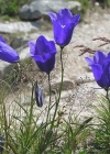 Einzelbild 3 Scheuchzers Glockenblume - Campanula scheuchzeri