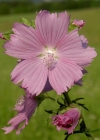 Einzelbild 1 Bisam-Malve - Malva moschata