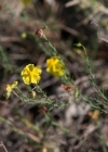 Einzelbild 3 Niederliegendes Heideröschen - Fumana procumbens