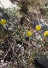 Einzelbild 4 Niederliegendes Heideröschen - Fumana procumbens