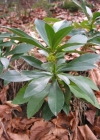Einzelbild 2 Lorbeer-Seidelbast - Daphne laureola