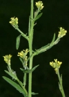 Einzelbild 1 Weg-Rauke - Sisymbrium officinale