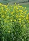 Einzelbild 4 Glattes Zackenschötchen - Bunias orientalis