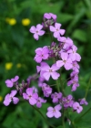 Einzelbild 1 Gemeine Nachtviole - Hesperis matronalis