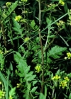 Einzelbild 2 Echte Sumpfkresse - Rorippa palustris