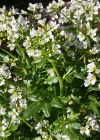 Einzelbild 2 Bitteres Schaumkraut - Cardamine amara