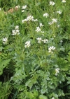 Einzelbild 3 Bitteres Schaumkraut - Cardamine amara