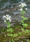 Einzelbild 4 Bitteres Schaumkraut - Cardamine amara