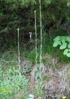 Einzelbild 1 Turmkraut - Turritis glabra