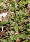 Einzelbild 2 Turm-Gänsekresse - Arabis turrita