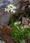 Einzelbild 1 Bach-Gänsekresse - Arabis subcoriacea