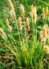 Einzelbild 1 Frühlings-Segge - Carex caryophyllea