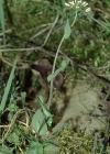 Einzelbild 4 Stängelumfassendes Täschelkraut - Thlaspi perfoliatum