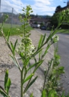 Einzelbild 3 Virginische Kresse - Lepidium virginicum