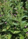 Einzelbild 2 Quirlblättriges Weidenröschen - Epilobium alpestre