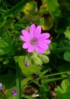Einzelbild 1 Weicher Storchschnabel - Geranium molle