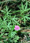 Einzelbild 1 Tauben-Storchschnabel - Geranium columbinum