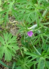 Einzelbild 1 Schlitzblättriger Storchschnabel - Geranium dissectum