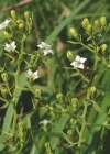 Einzelbild 1 Pyrenäen-Bergflachs - Thesium pyrenaicum