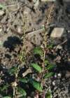 Einzelbild 1 Vielsamiger Gänsefuss - Chenopodium polyspermum
