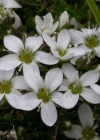 Einzelbild 2 Wimper-Sandkraut - Arenaria ciliata