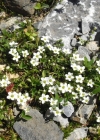 Einzelbild 3 Wimper-Sandkraut - Arenaria ciliata