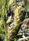 Einzelbild 1 Behaarte Segge - Carex hirta