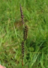 Einzelbild 4 Braune Segge - Carex nigra