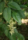 Einzelbild 3 Hagebuche - Carpinus betulus