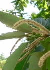 Einzelbild 3 Edel-Kastanie - Castanea sativa