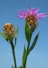 Einzelbild 1 Wiesen-Flockenblume - Centaurea jacea
