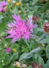 Einzelbild 4 Wiesen-Flockenblume - Centaurea jacea