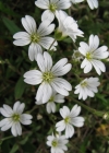 Einzelbild 1 Acker-Hornkraut - Cerastium arvense