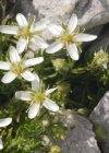 Einzelbild 2 Bewimperte Nabelmiere - Moehringia ciliata