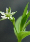 Einzelbild 1 Moor-Sternmiere - Stellaria alsine