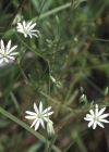 Einzelbild 3 Gras-Sternmiere - Stellaria graminea